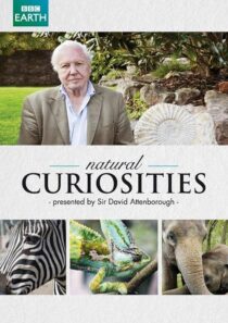 دانلود سریال Natural Curiosities382054-62393894