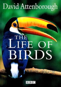 دانلود مستند The Life of Birds382058-1813271831