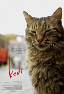 دانلود مستند Kedi 2016417655-1737298597