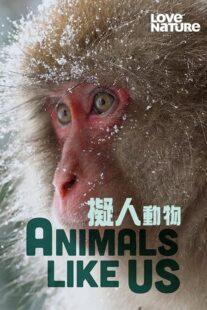 دانلود مستند Animals Like Us423066-317236051